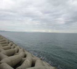 紋甲いかゲット！